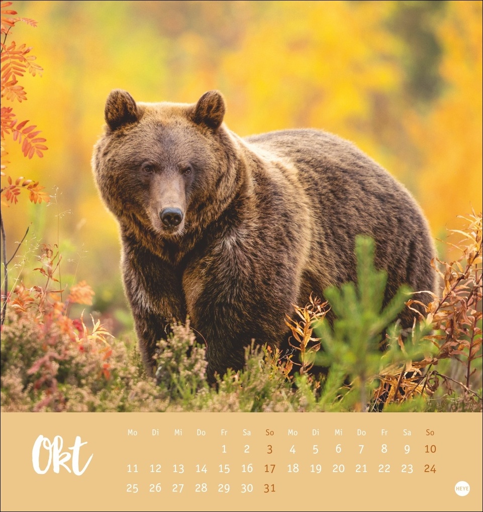 Weitere Ansicht: Bärenstark Postkartenkalender 2027