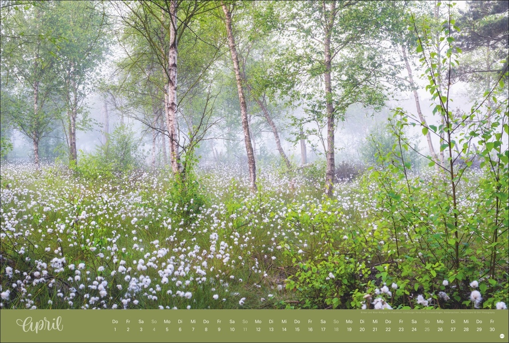 Weitere Ansicht: Zauberwälder Edition Kalender 2027