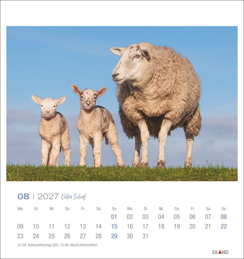 Weitere Ansicht: Extra Schaf Postkartenkalender 2027