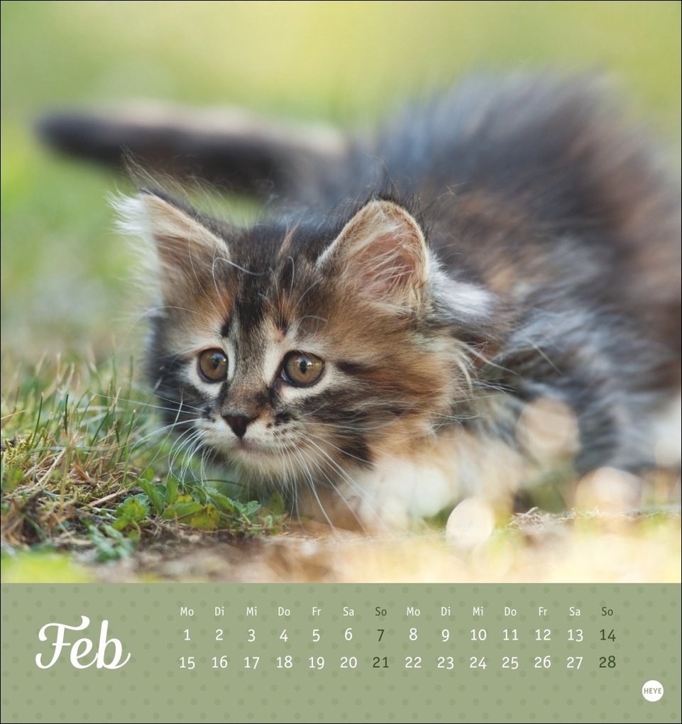 Weitere Ansicht: Katzen Postkartenkalender Kleine Tiger 2027