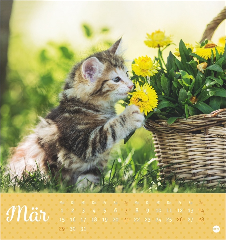 Weitere Ansicht: Katzen Postkartenkalender Kleine Tiger 2027