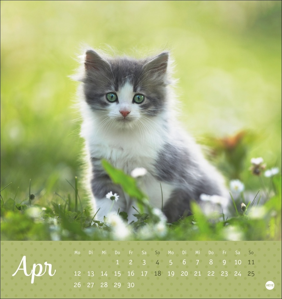 Weitere Ansicht: Katzen Postkartenkalender Kleine Tiger 2027