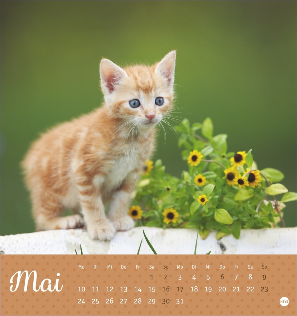 Weitere Ansicht: Katzen Postkartenkalender Kleine Tiger 2027