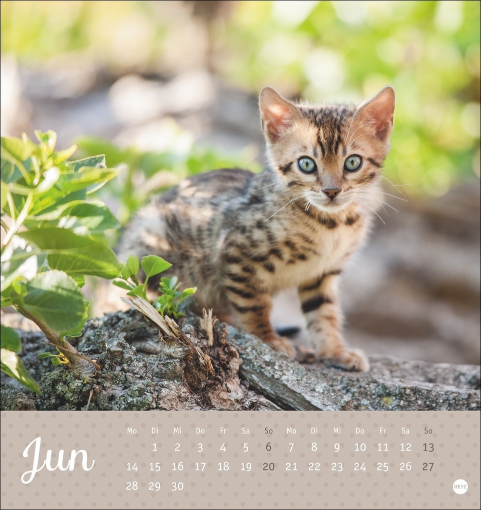 Weitere Ansicht: Katzen Postkartenkalender Kleine Tiger 2027