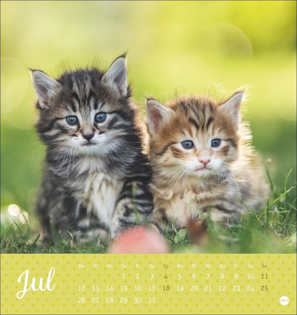 Weitere Ansicht: Katzen Postkartenkalender Kleine Tiger 2027