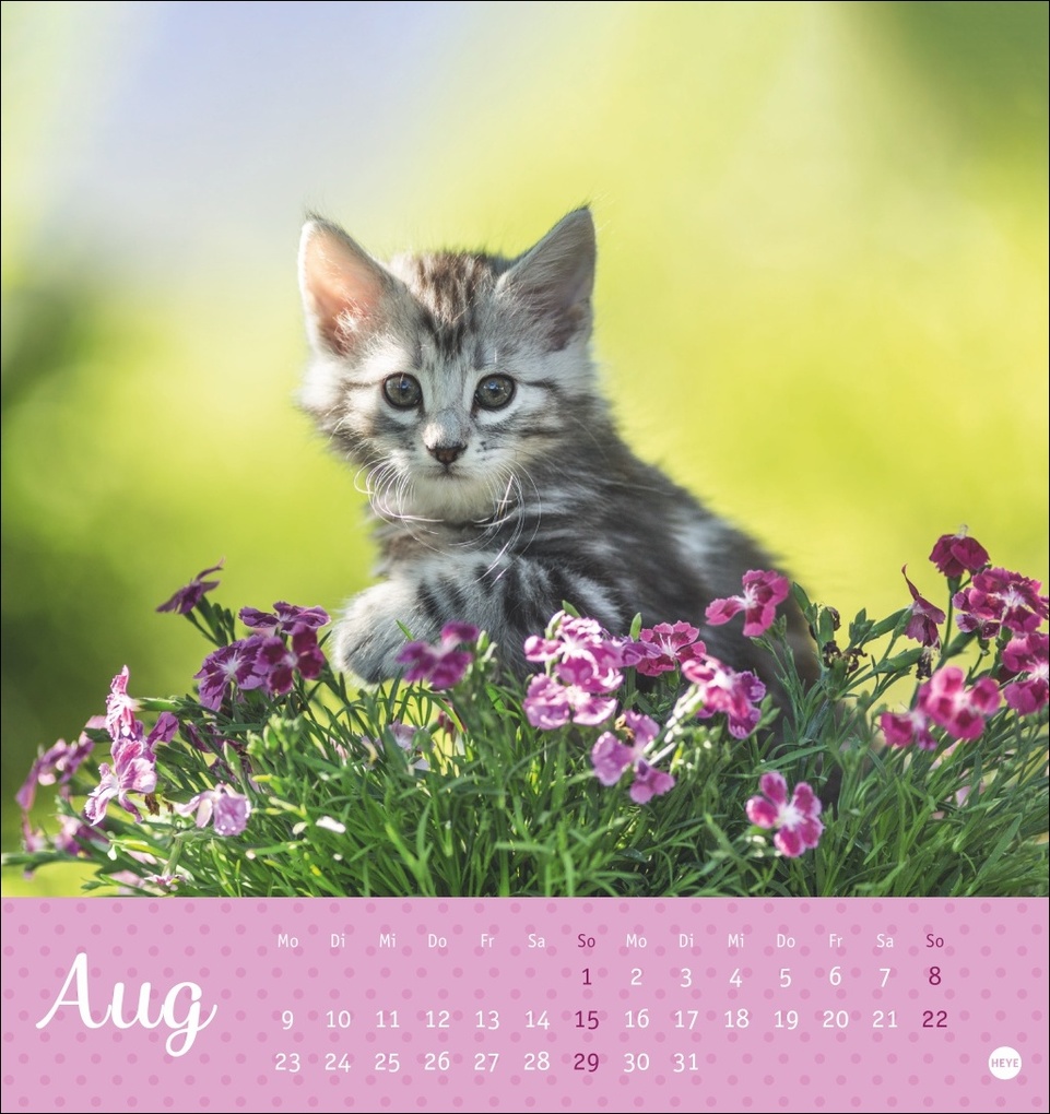 Weitere Ansicht: Katzen Postkartenkalender Kleine Tiger 2027