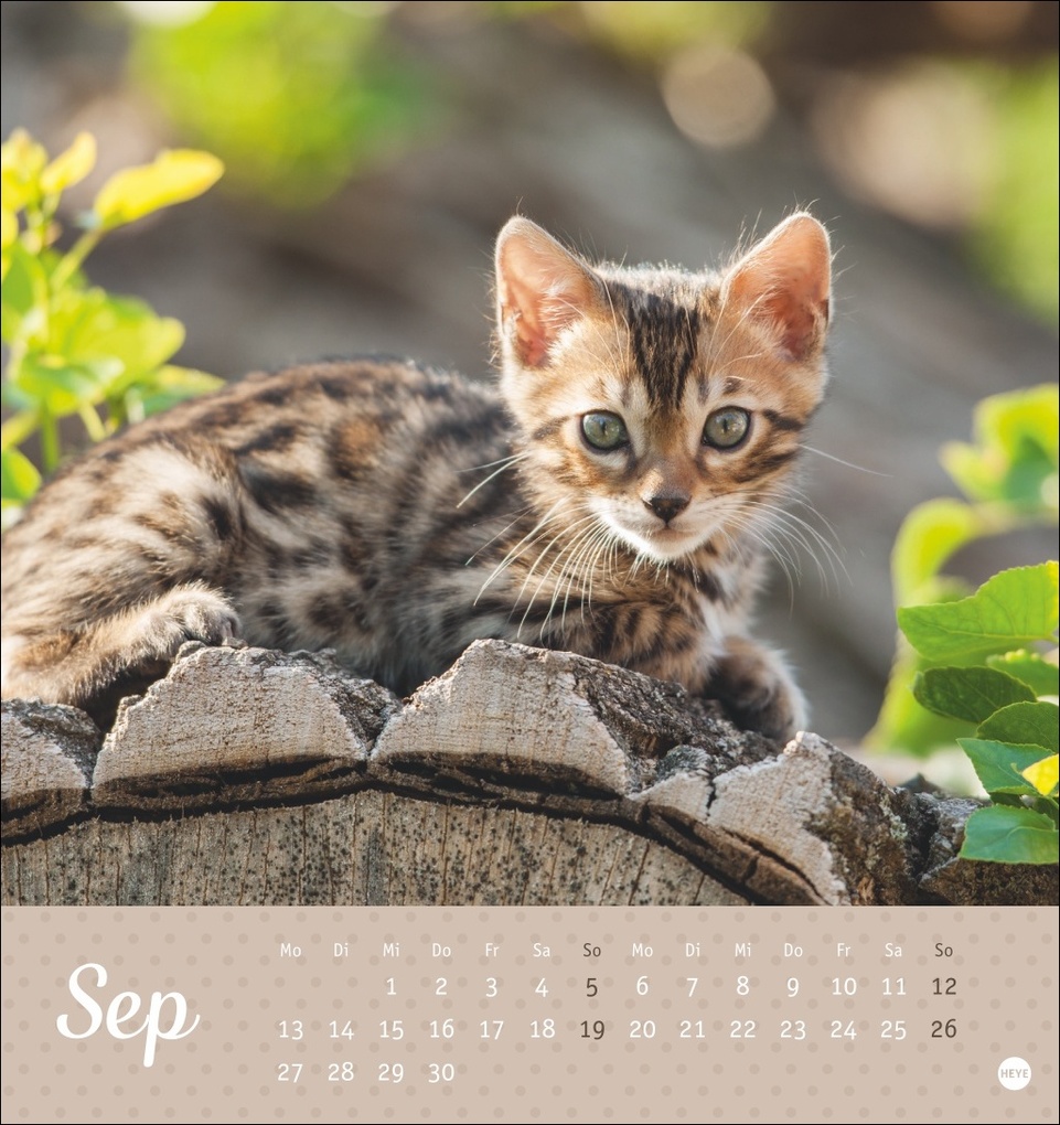 Weitere Ansicht: Katzen Postkartenkalender Kleine Tiger 2027