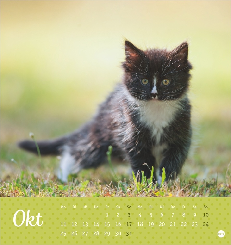Weitere Ansicht: Katzen Postkartenkalender Kleine Tiger 2027