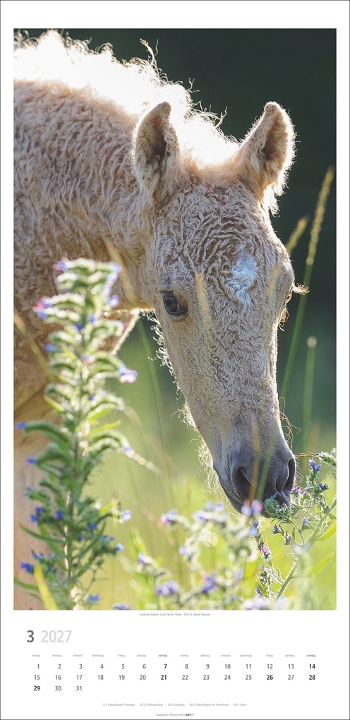 Weitere Ansicht: Pferde Kalender 2027