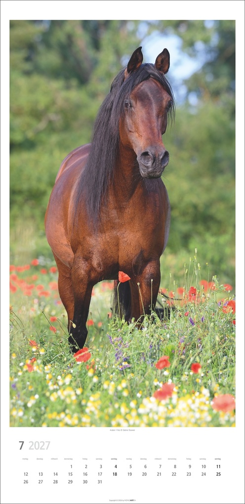 Weitere Ansicht: Pferde Kalender 2027