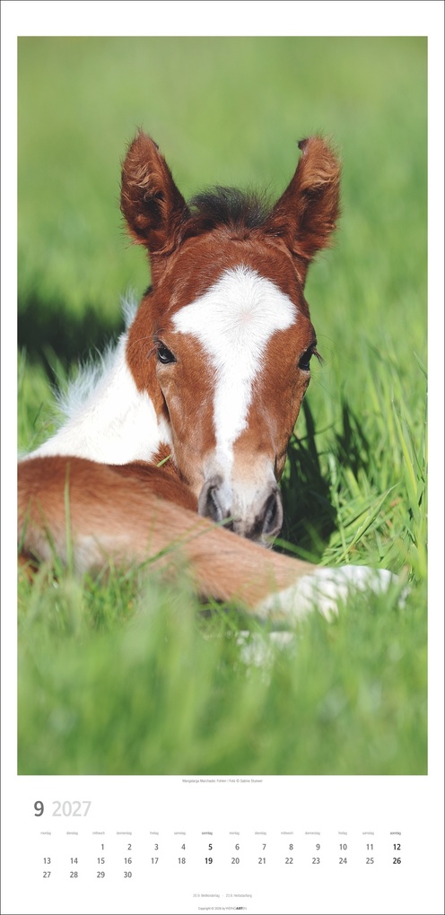 Weitere Ansicht: Pferde Kalender 2027
