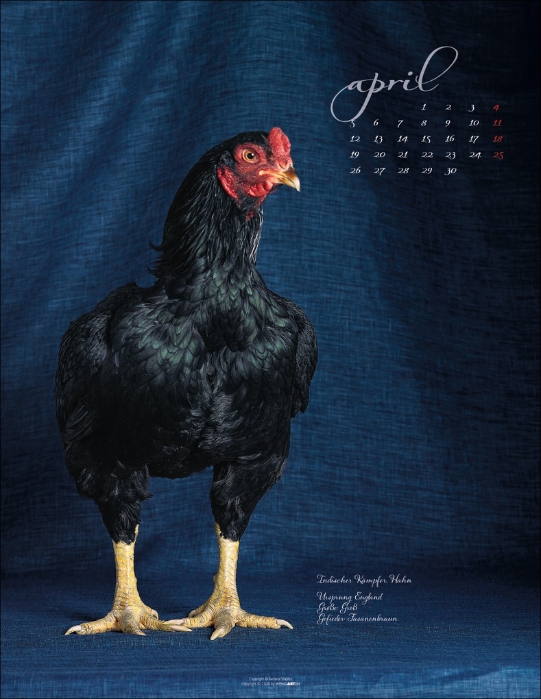 Weitere Ansicht: Pretty Chicks Kalender 2027