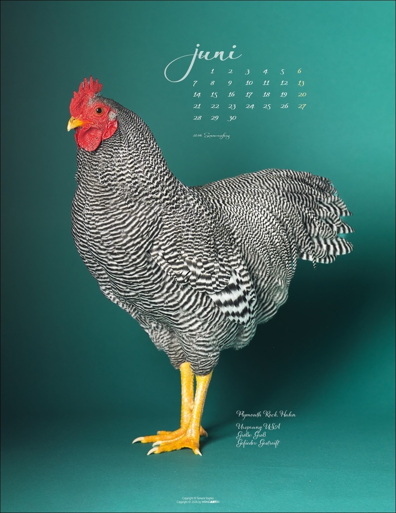 Weitere Ansicht: Pretty Chicks Kalender 2027