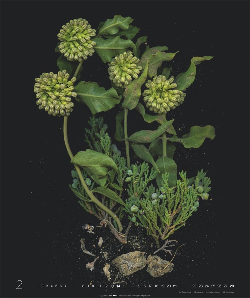 Weitere Ansicht: Wunder des Waldes 2027 | Julya Hagjnoczky