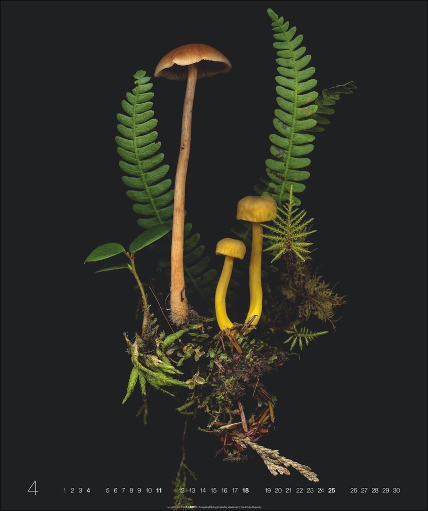 Weitere Ansicht: Wunder des Waldes 2027 | Julya Hagjnoczky