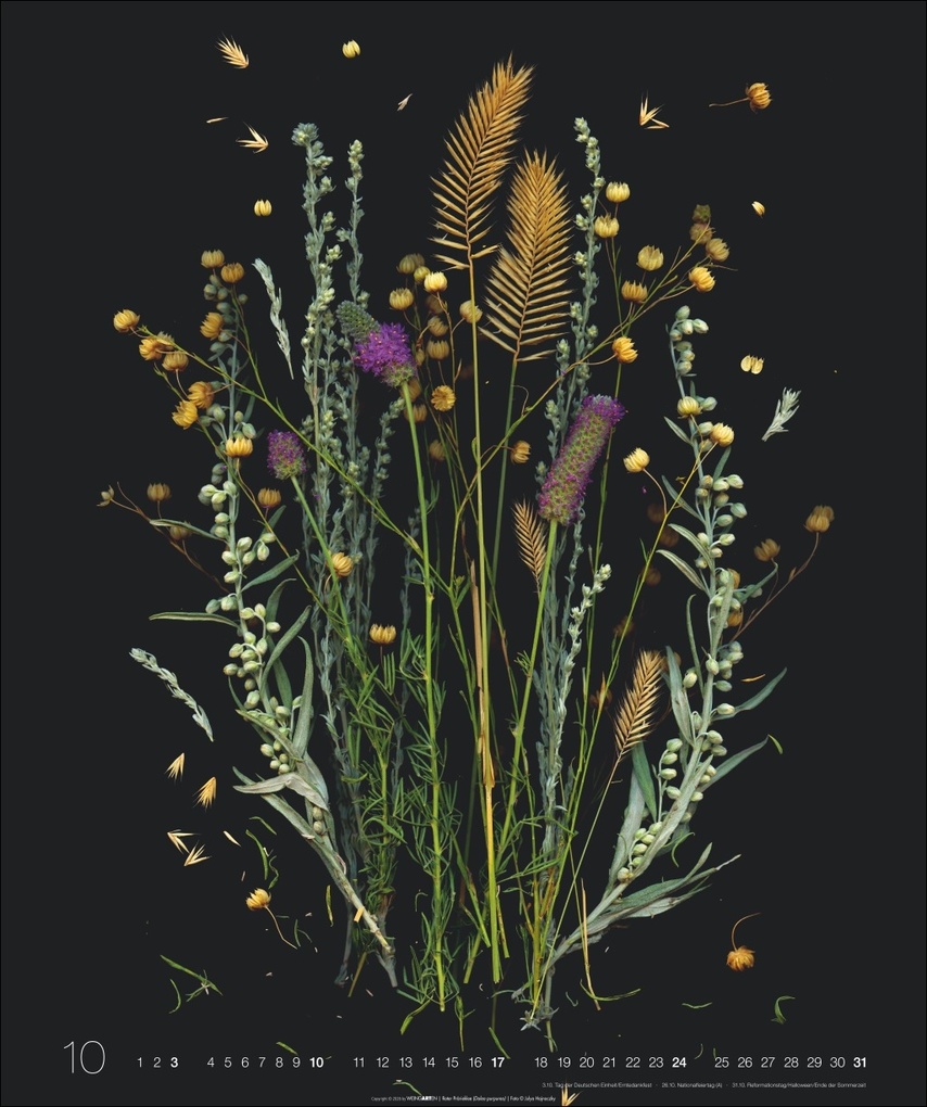 Weitere Ansicht: Wunder des Waldes 2027 | Julya Hagjnoczky