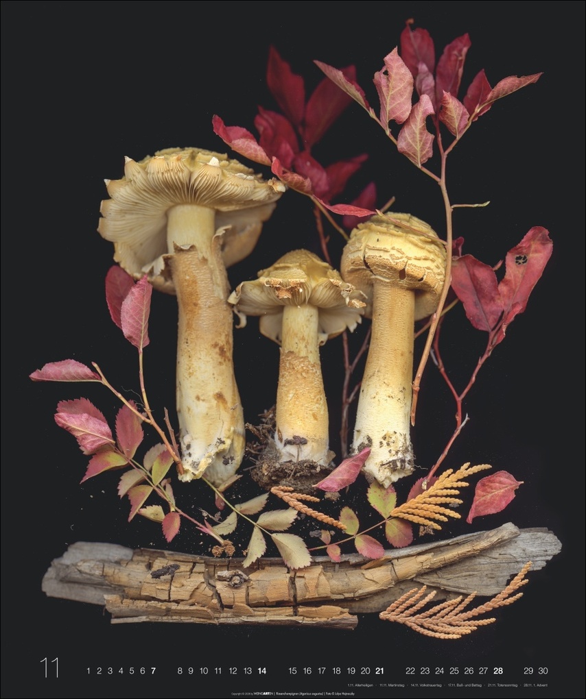 Weitere Ansicht: Wunder des Waldes 2027 | Julya Hagjnoczky