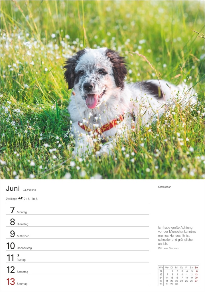 Weitere Ansicht: Hunde Wochenplaner 2027 - 53 faszinierende Fotografien