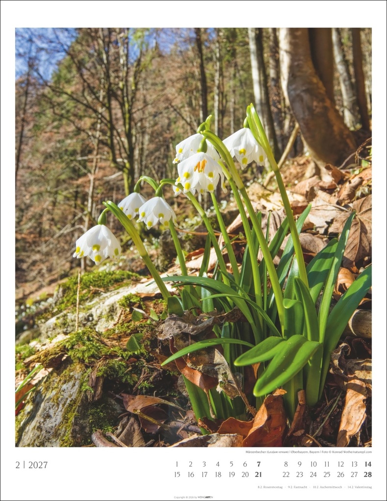 Weitere Ansicht: Heimische Wälder Kalender 2027