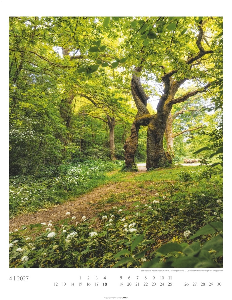 Weitere Ansicht: Heimische Wälder Kalender 2027