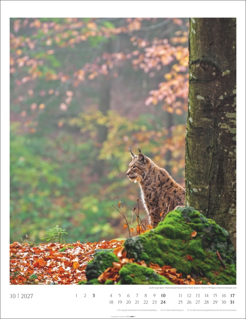 Weitere Ansicht: Heimische Wälder Kalender 2027