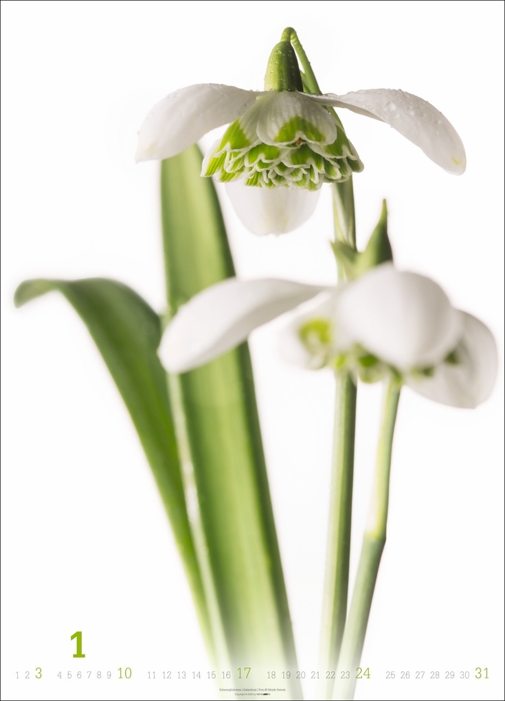 Weitere Ansicht: Blütenbilder Kalender 2027