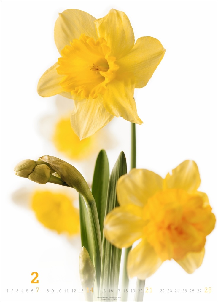 Weitere Ansicht: Blütenbilder Kalender 2027