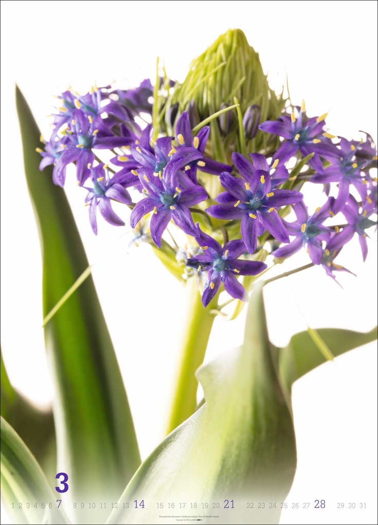 Weitere Ansicht: Blütenbilder Kalender 2027