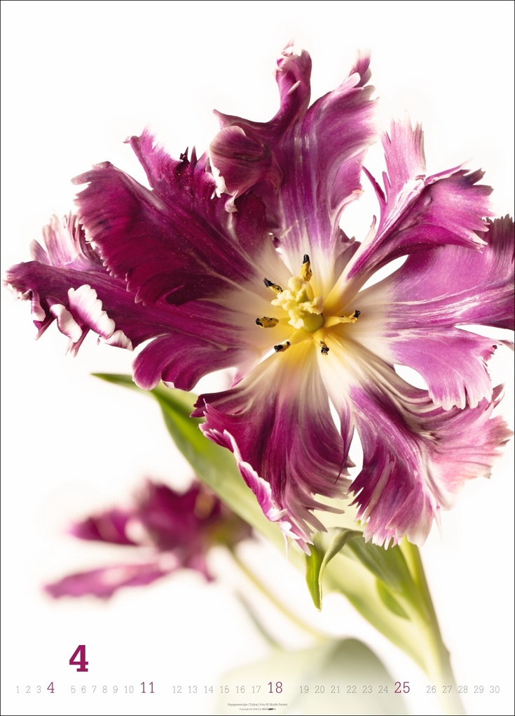 Weitere Ansicht: Blütenbilder Kalender 2027