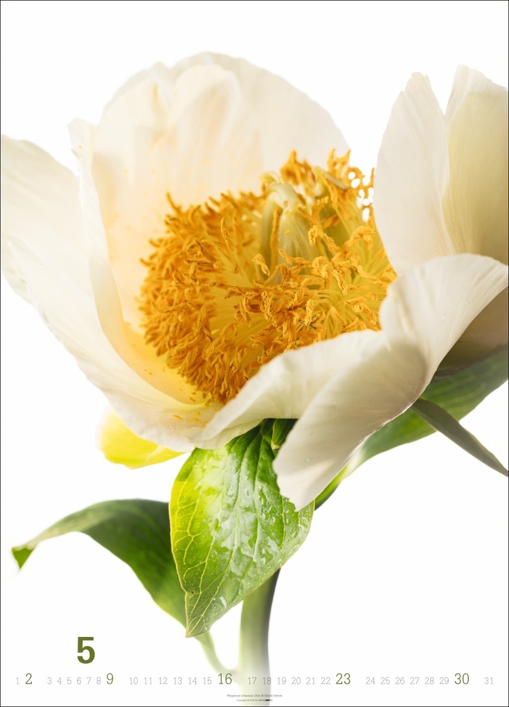 Weitere Ansicht: Blütenbilder Kalender 2027