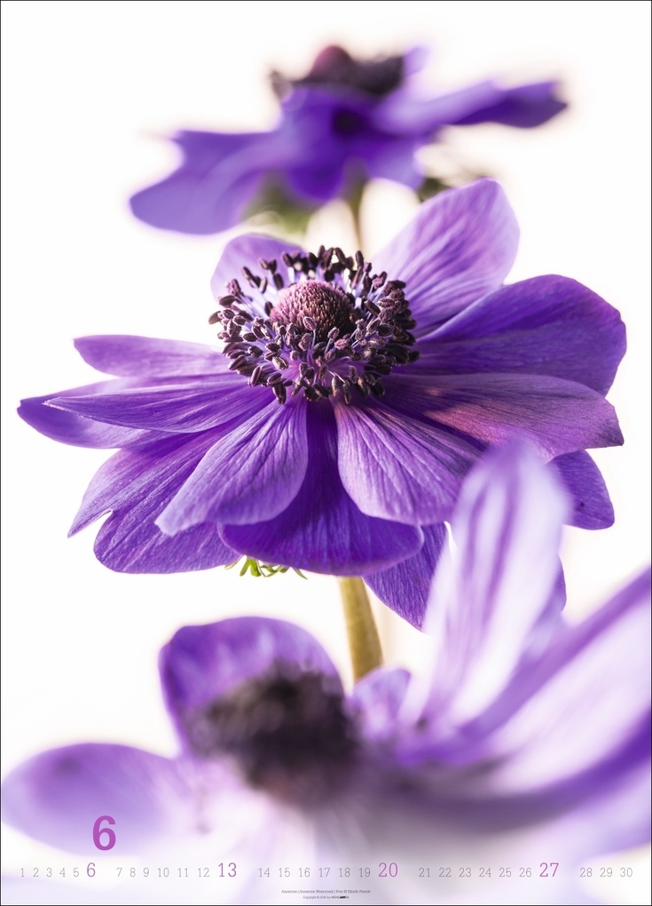 Weitere Ansicht: Blütenbilder Kalender 2027