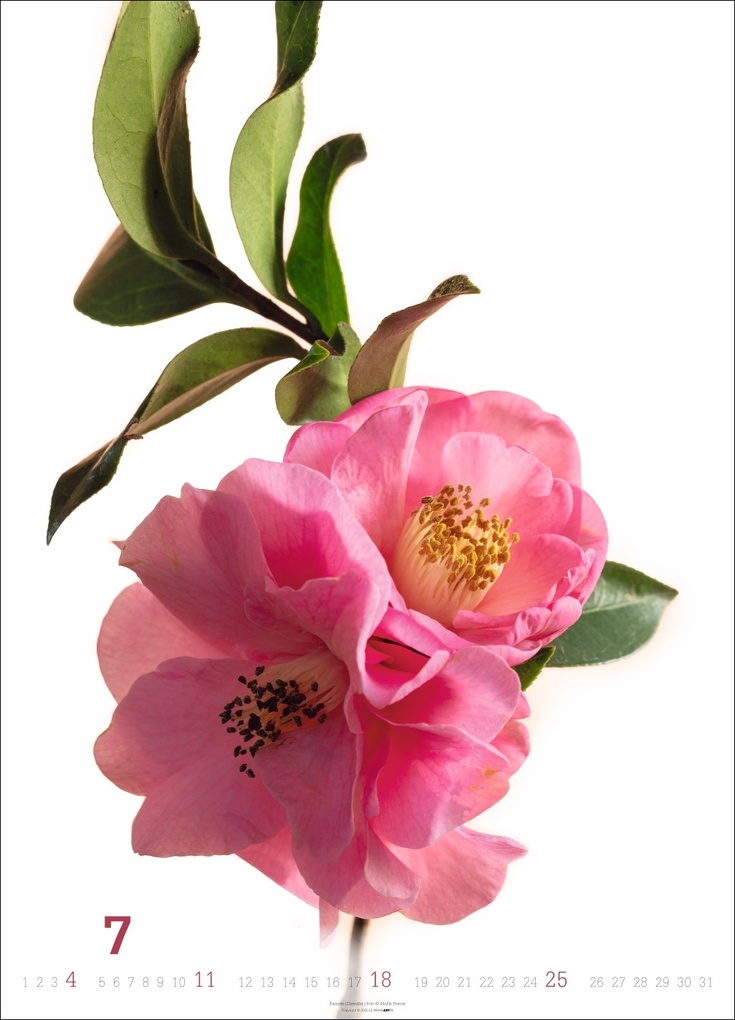 Weitere Ansicht: Blütenbilder Kalender 2027