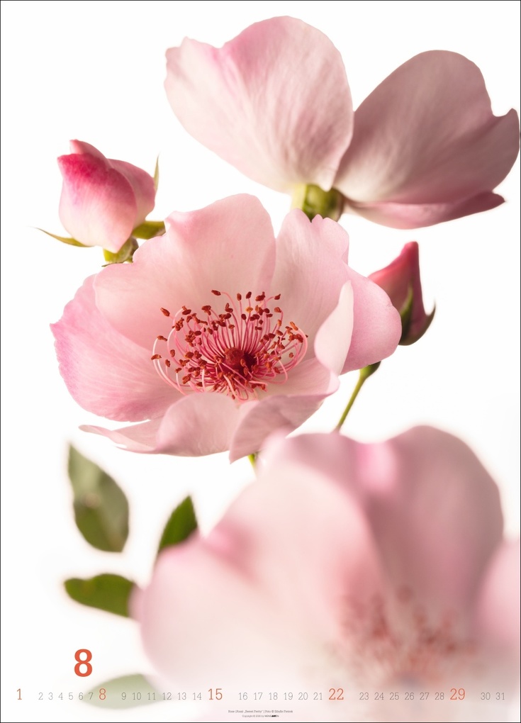 Weitere Ansicht: Blütenbilder Kalender 2027