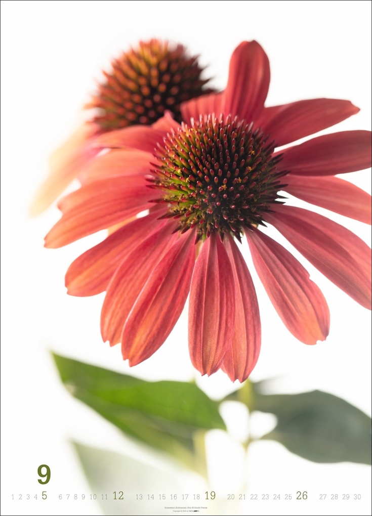 Weitere Ansicht: Blütenbilder Kalender 2027