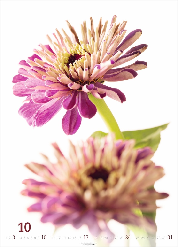Weitere Ansicht: Blütenbilder Kalender 2027