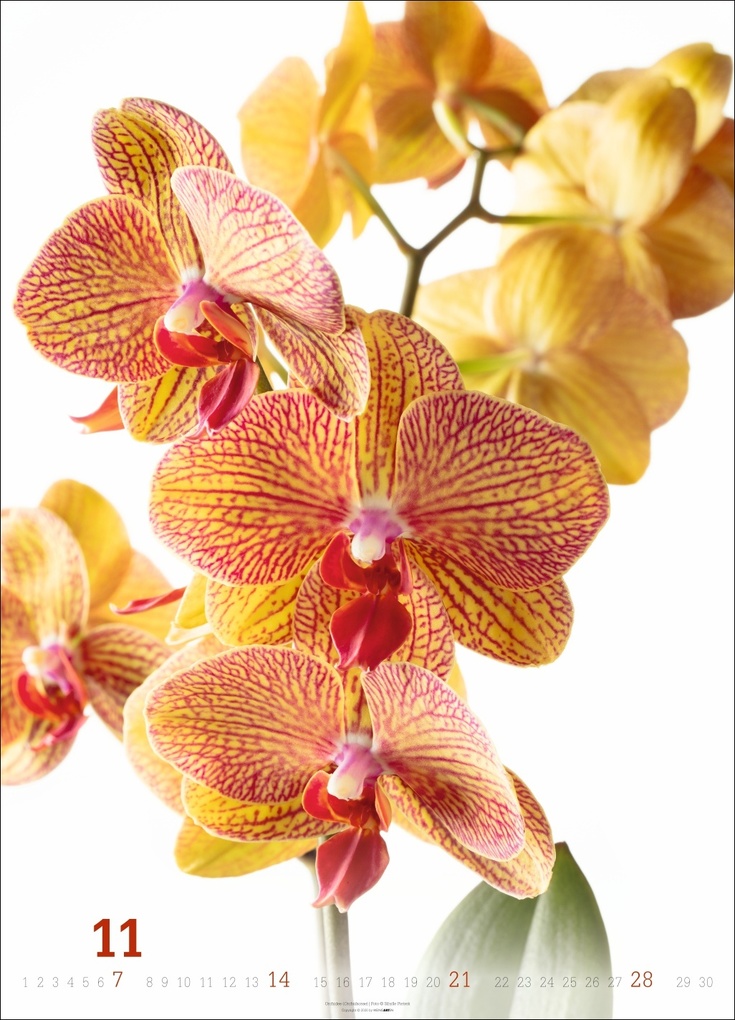 Weitere Ansicht: Blütenbilder Kalender 2027