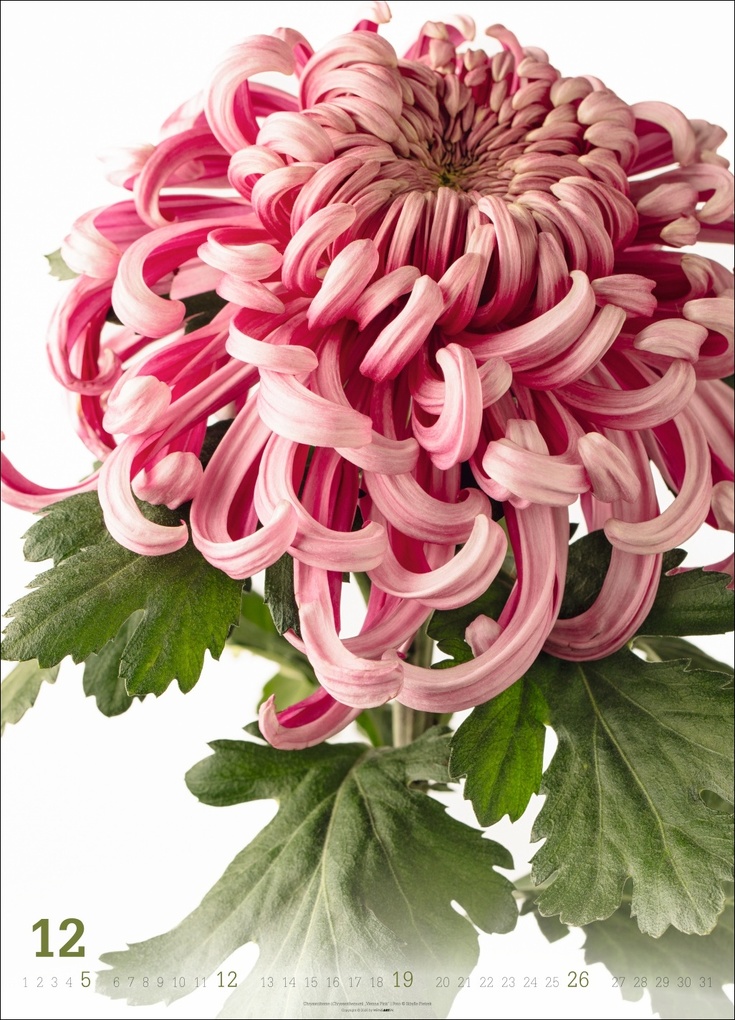 Weitere Ansicht: Blütenbilder Kalender 2027