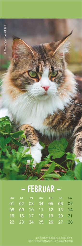 Weitere Ansicht: Katzen Lesezeichen & Kalender 2027