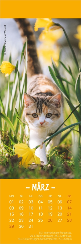 Weitere Ansicht: Katzen Lesezeichen & Kalender 2027