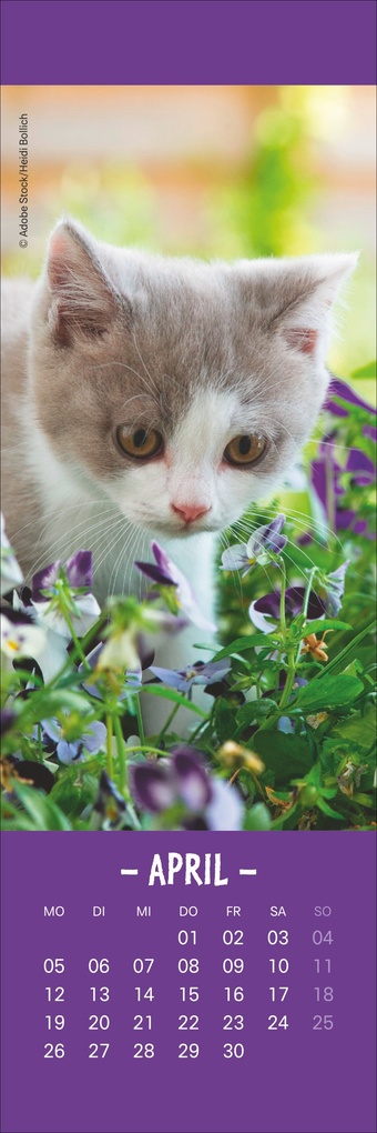 Weitere Ansicht: Katzen Lesezeichen & Kalender 2027