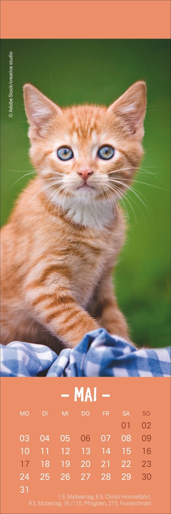 Weitere Ansicht: Katzen Lesezeichen & Kalender 2027