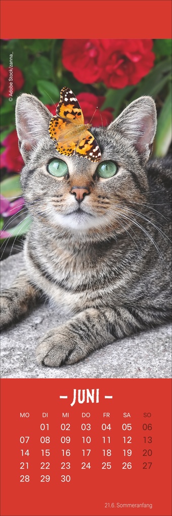 Weitere Ansicht: Katzen Lesezeichen & Kalender 2027