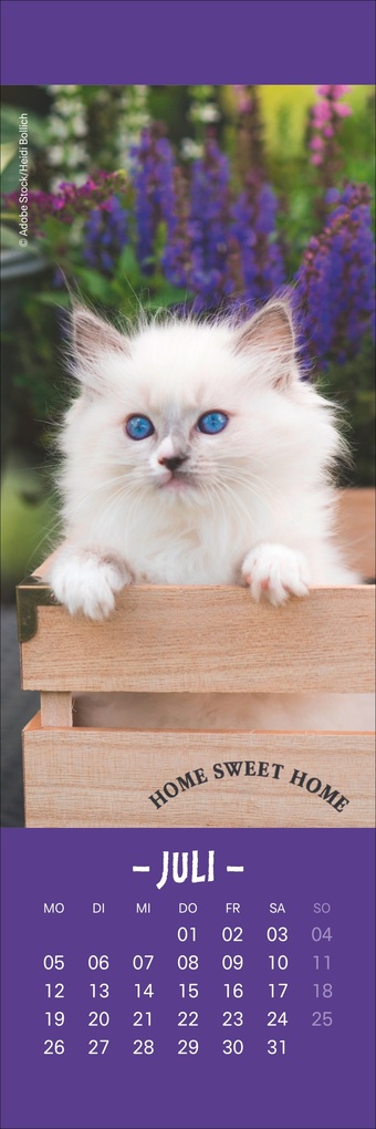 Weitere Ansicht: Katzen Lesezeichen & Kalender 2027