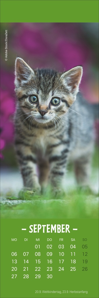 Weitere Ansicht: Katzen Lesezeichen & Kalender 2027