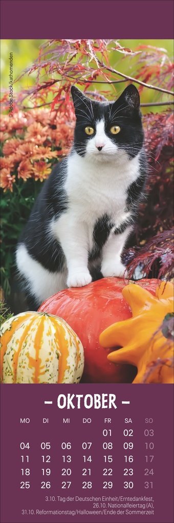 Weitere Ansicht: Katzen Lesezeichen & Kalender 2027