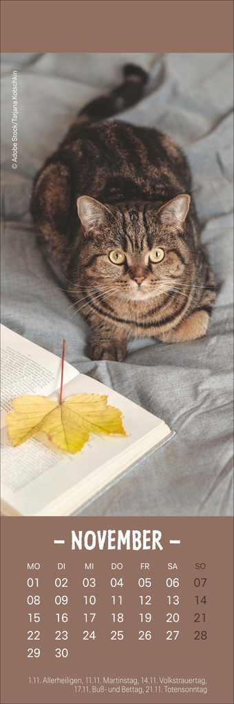Weitere Ansicht: Katzen Lesezeichen & Kalender 2027
