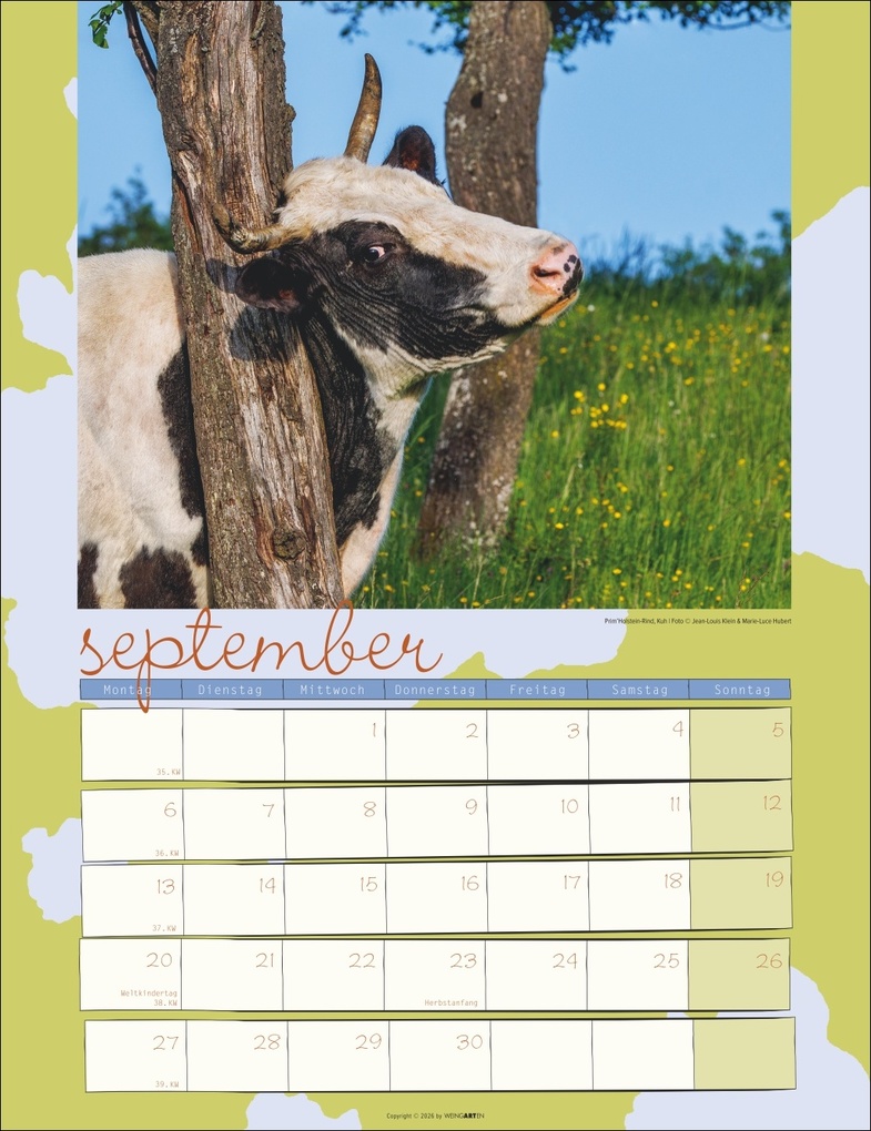 Weitere Ansicht: Kuh Kalender 2027