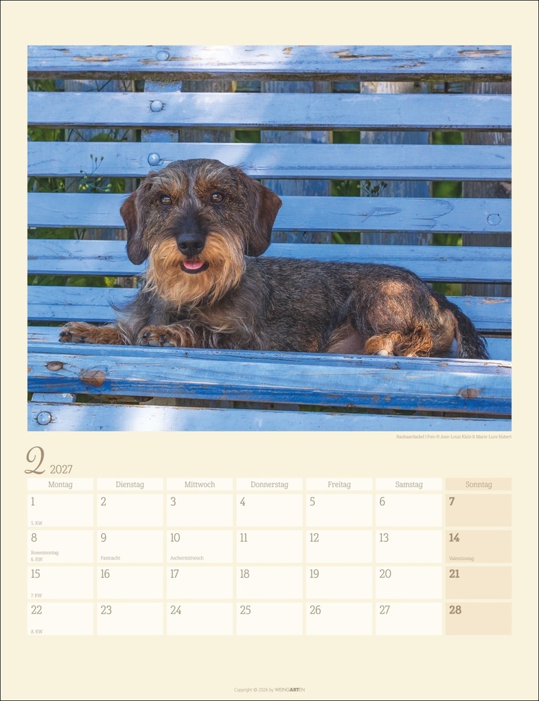 Weitere Ansicht: Dackel Kalender 2027