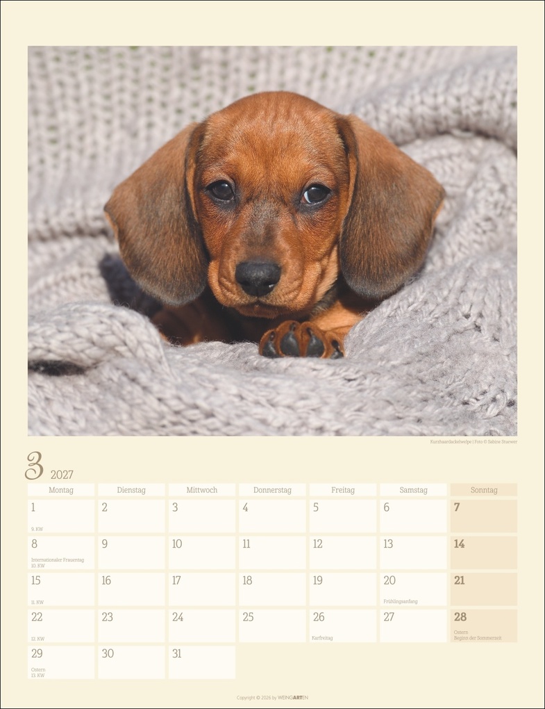 Weitere Ansicht: Dackel Kalender 2027