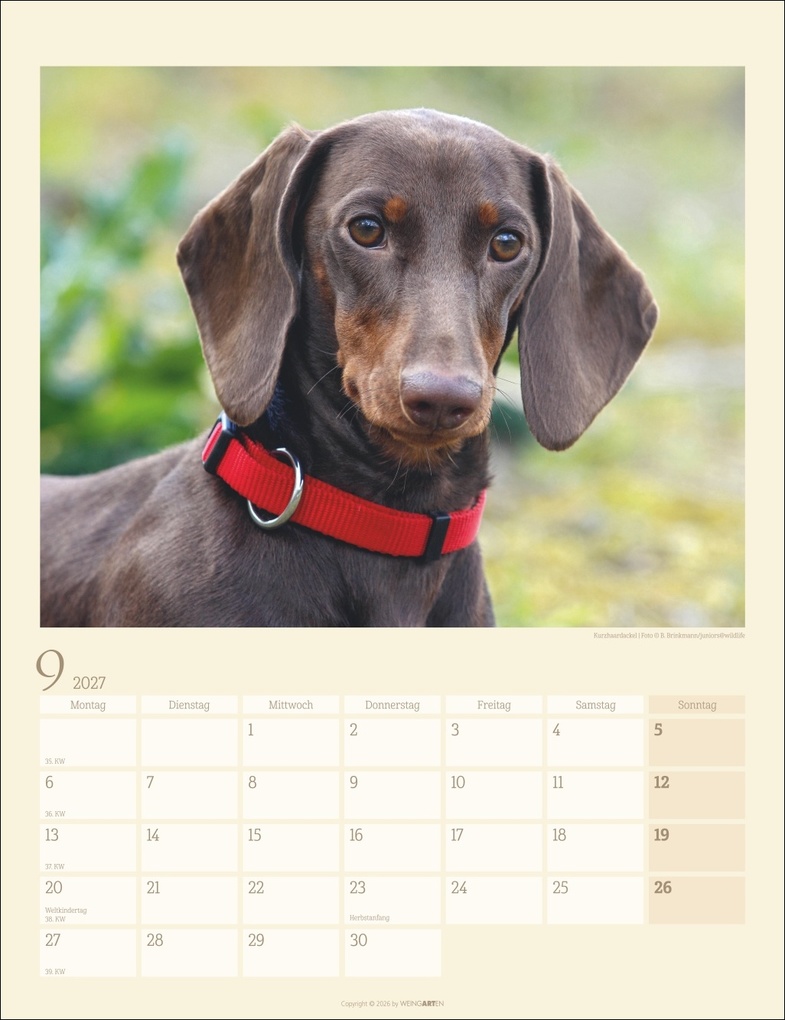 Weitere Ansicht: Dackel Kalender 2027